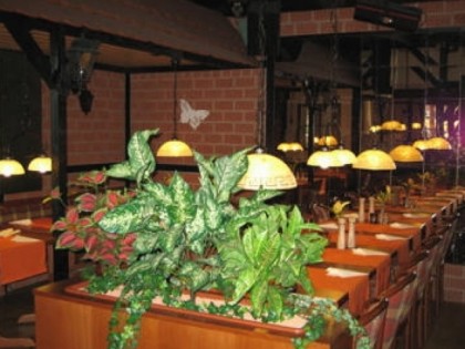 照片: Butterfly (im Hotel Kurmainzer Eck)